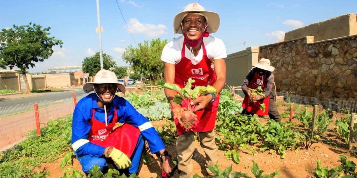 Growers harvesting fresh vegetables in a township food garden