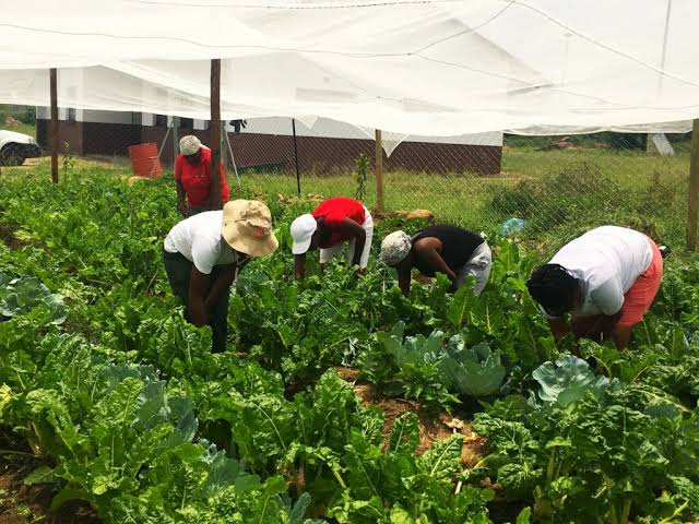 Volunteers tending a township food garden